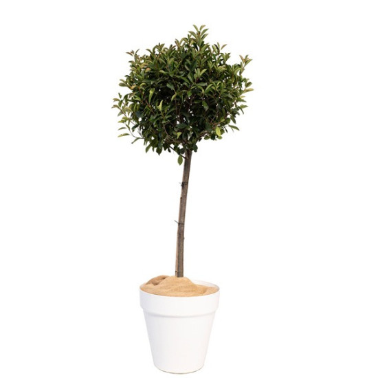 LAURIER BOULE PLANTE D'EXTERIEUR MOYEN MODELE H. 180cm