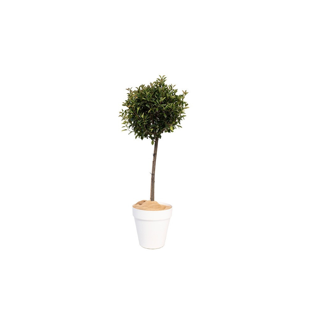 LAURIER BOULE PLANTE D'EXTERIEUR MOYEN MODELE H. 180cm