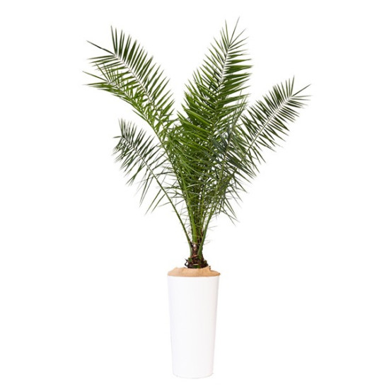 PHOENIX CANARIENSIS PLANTE D'EXTERIEUR GRAND MODELE H. 150-190cm