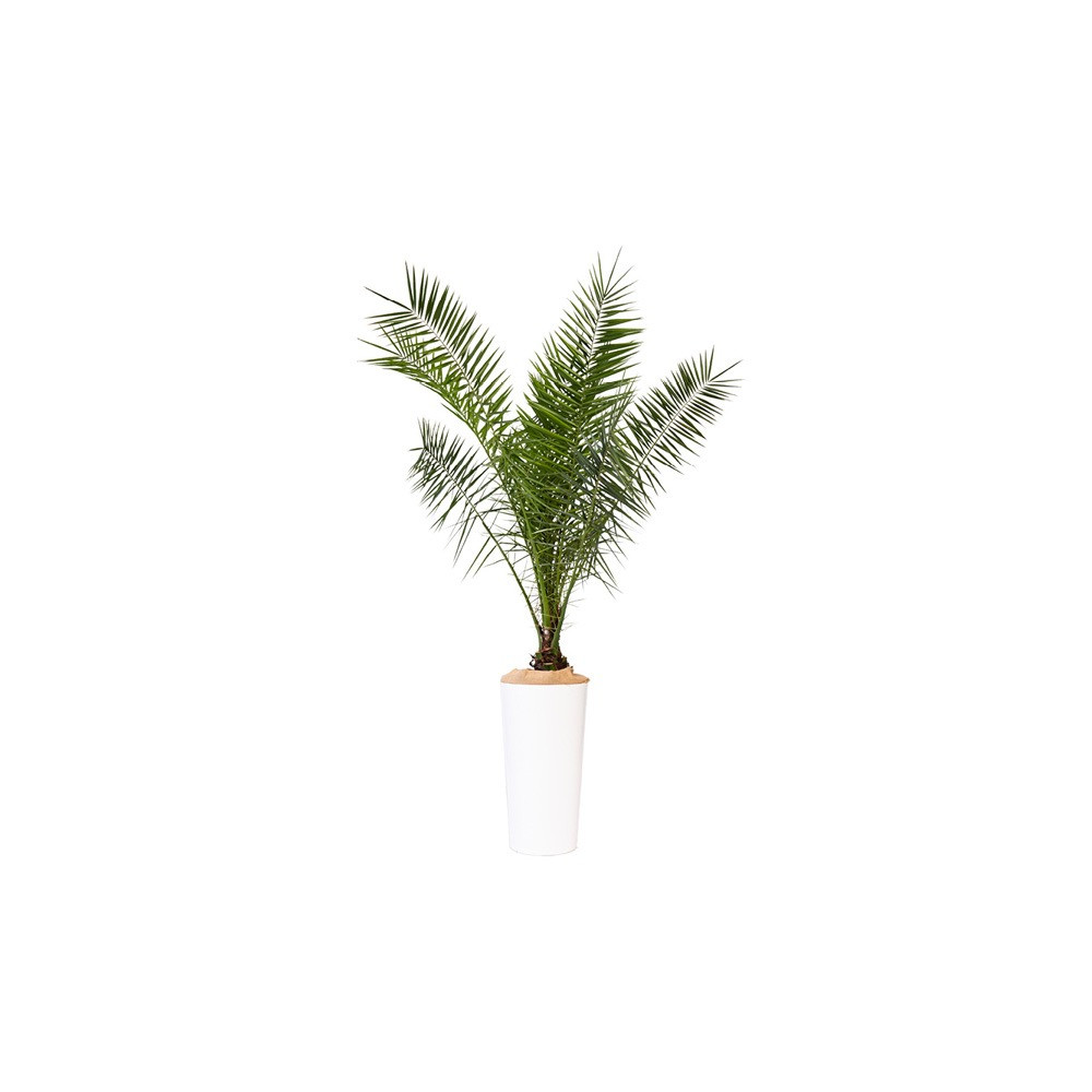PHOENIX CANARIENSIS PLANTE D'EXTERIEUR GRAND MODELE H. 150-190cm