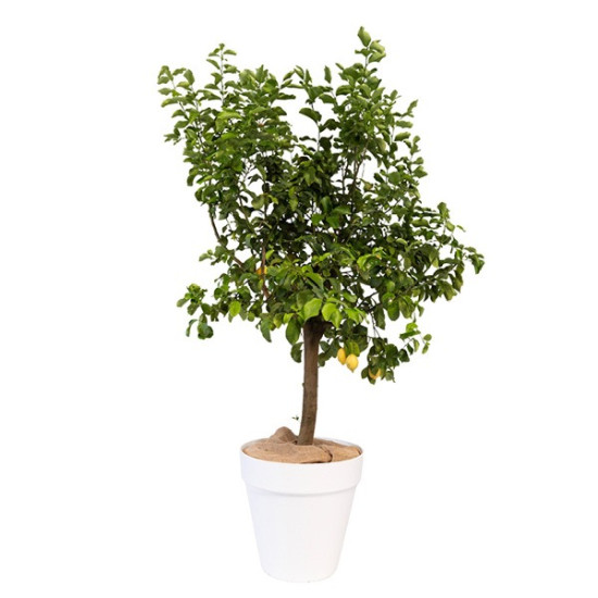 AGRUMES GRANDE PLANTE GRAND MODELE H. 120cm