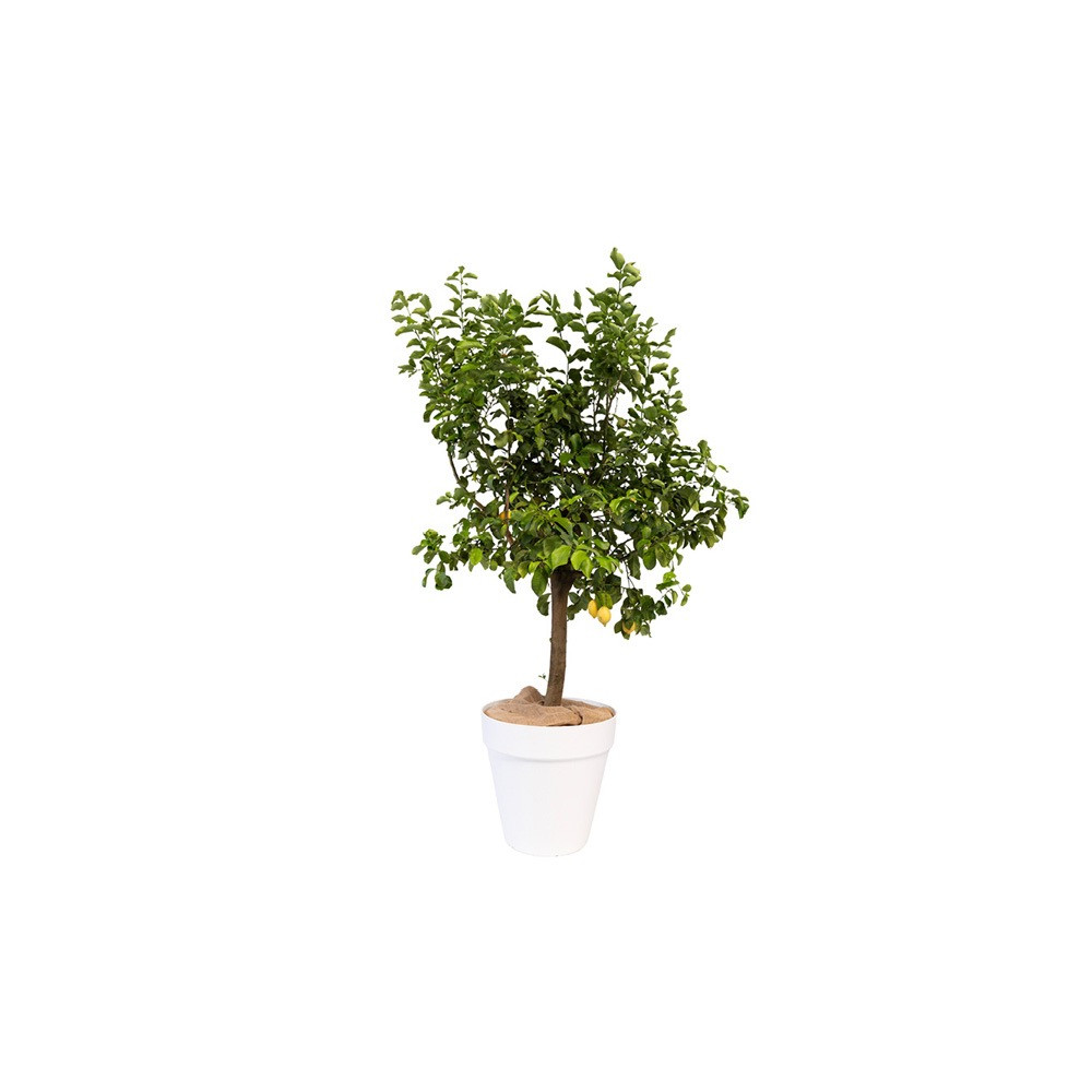 AGRUMES GRANDE PLANTE GRAND MODELE H. 120cm