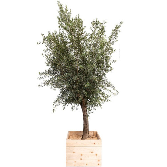 OLIVIER GRANDE PLANTE GRAND MODELE H. 250cm