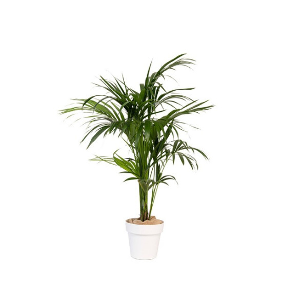 KENTIA PLANTE A ISOLER