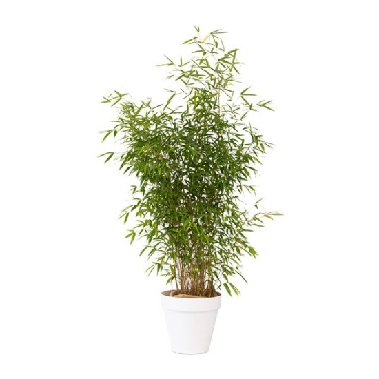 BAMBOU PLANTE D'EXTERIEUR