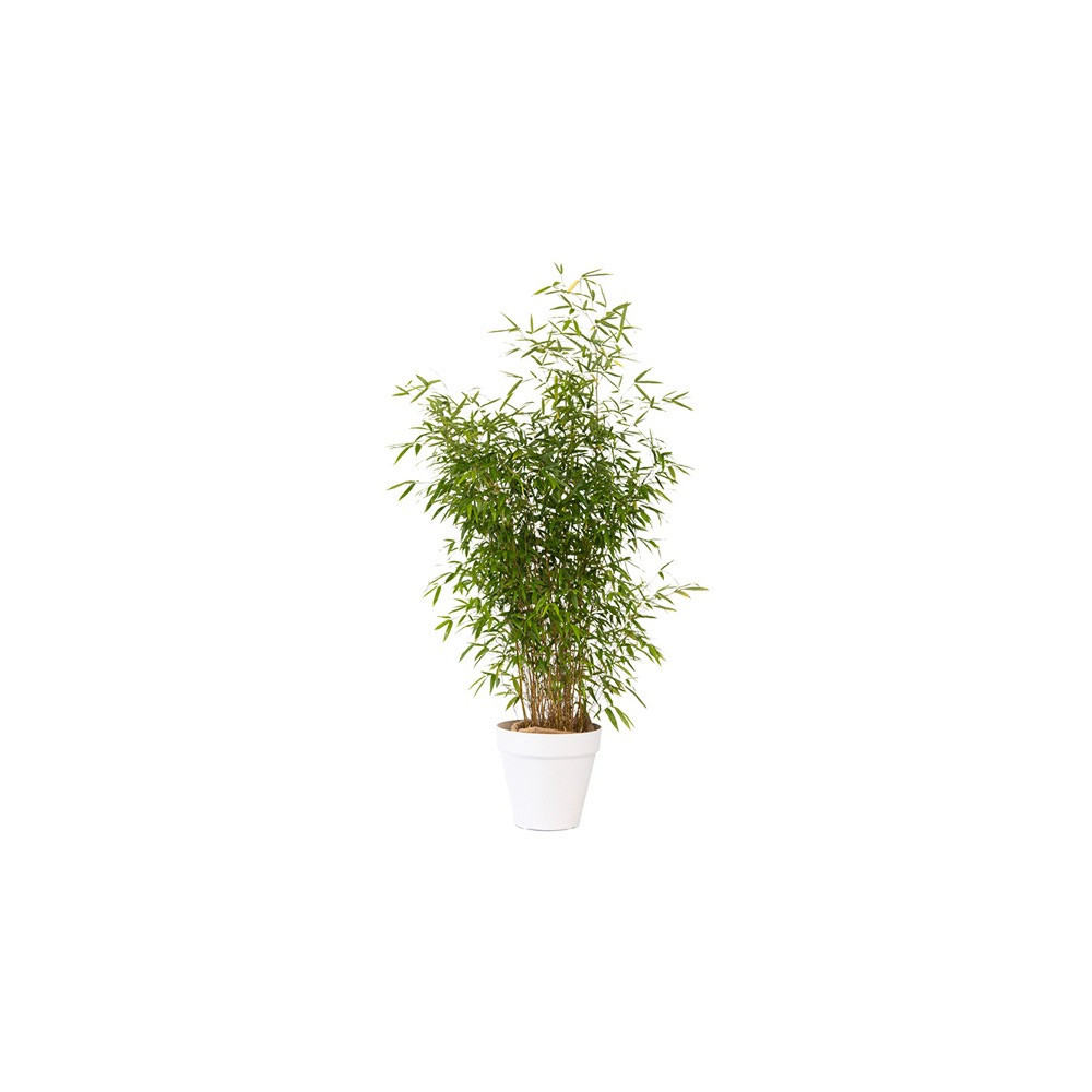 BAMBOU PLANTE D'EXTERIEUR