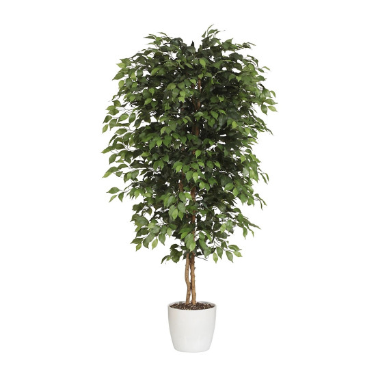 FICUS BENJAMINA PLANTE A ISOLER