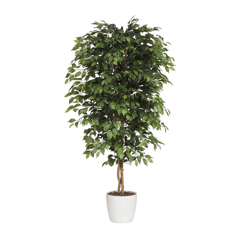 FICUS BENJAMINA PLANTE A ISOLER