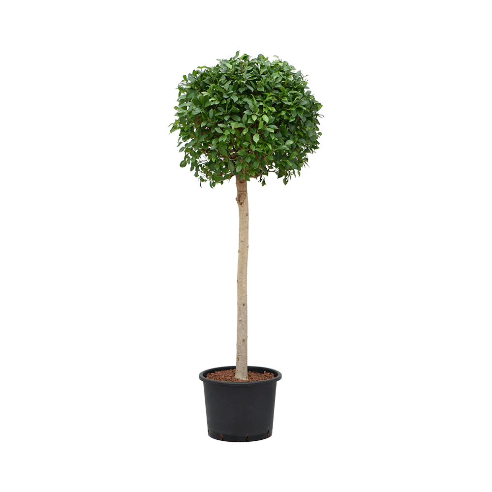 FICUS BOULE PLANTE A ISOLER