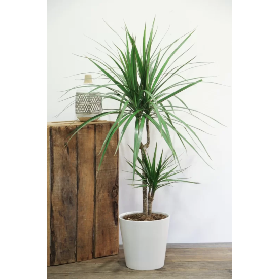 DRACAENA MARGINATA PLANTE A ISOLER MOYEN MODELE H. 180cm