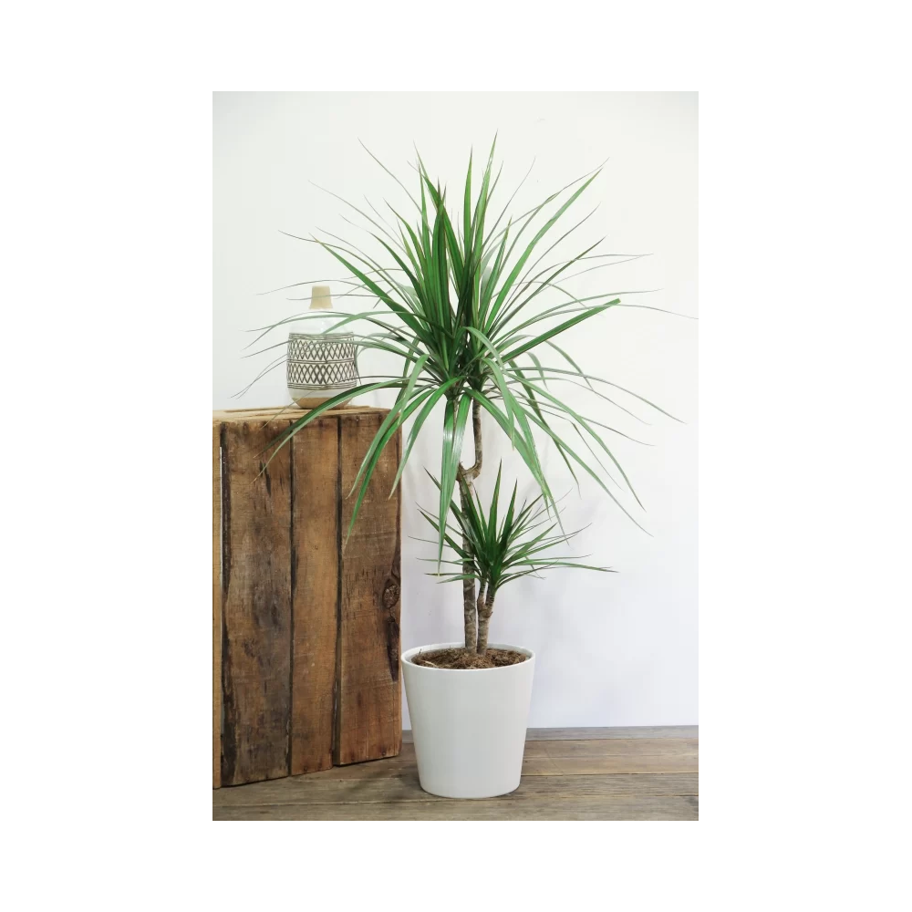 DRACAENA MARGINATA PLANTE A ISOLER MOYEN MODELE H. 180cm