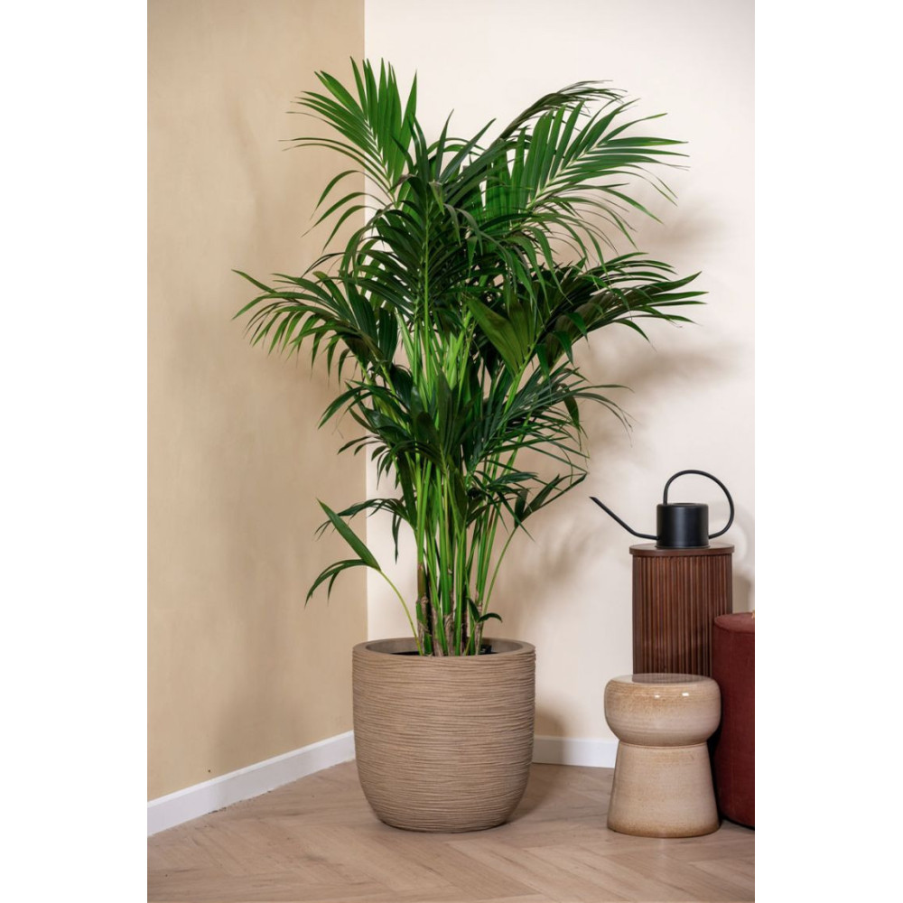 KENTIA GRANDE PLANTE TRES GRAND MODELE H. 300cm