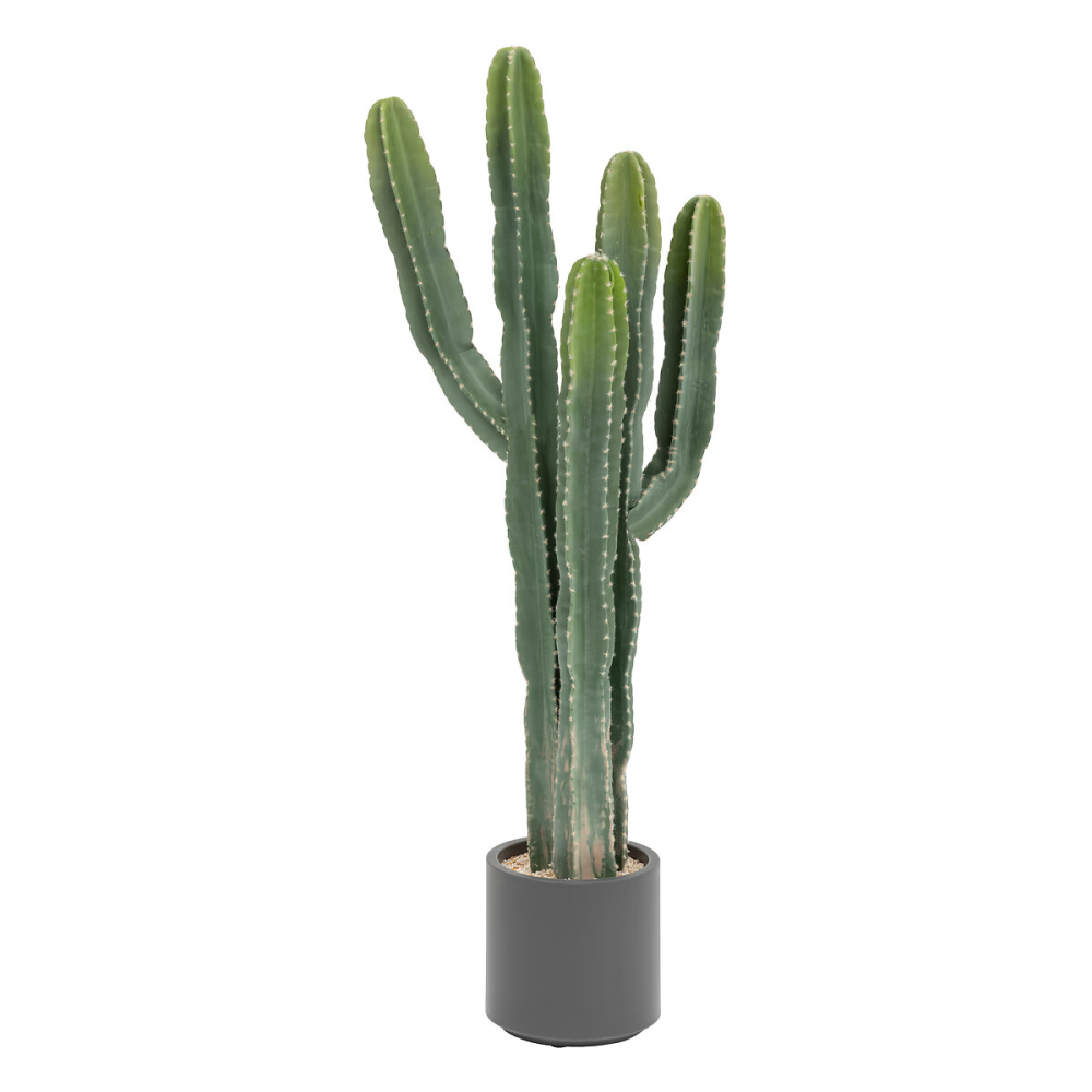 CACTUS GRANDE PLANTE TRES GRAND MODELE H. 250cm
