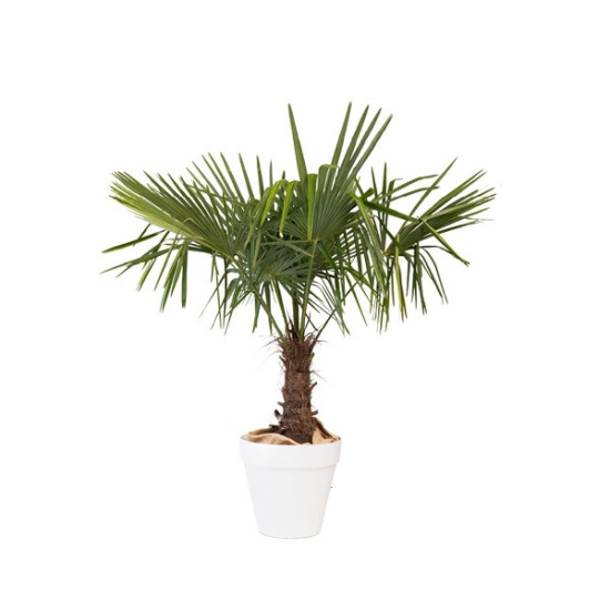 CHAMAEROPS EXELSA PLANTE D'EXTERIEUR MOYEN MODELE H. 150-180cm