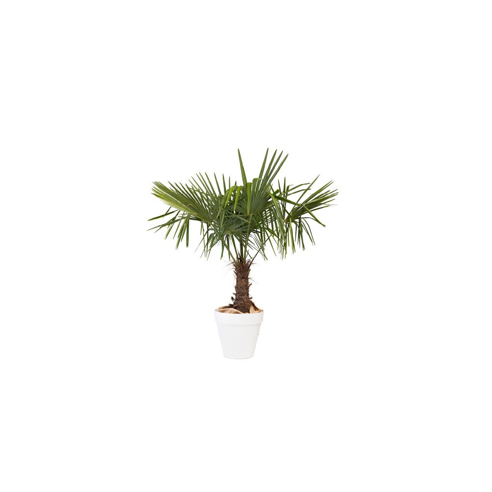 CHAMAEROPS EXELSA PLANTE D'EXTERIEUR MOYEN MODELE H. 150-180cm