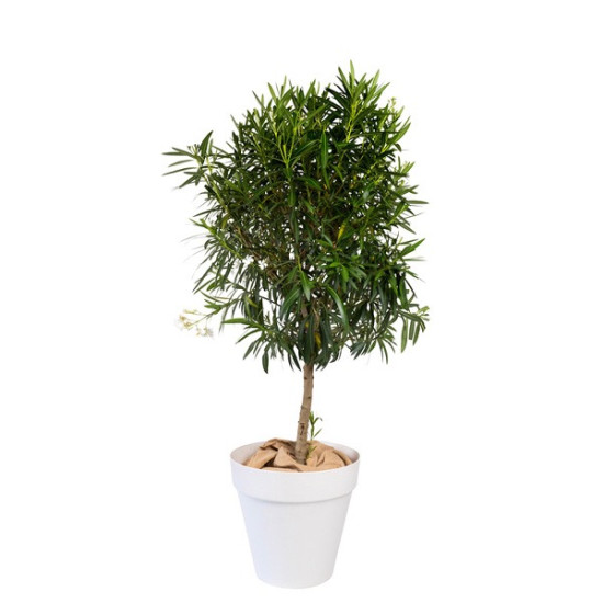 LAURIER PYRAMIDE PLANTE D'EXTERIEUR MOYEN MODELE H. 180cm