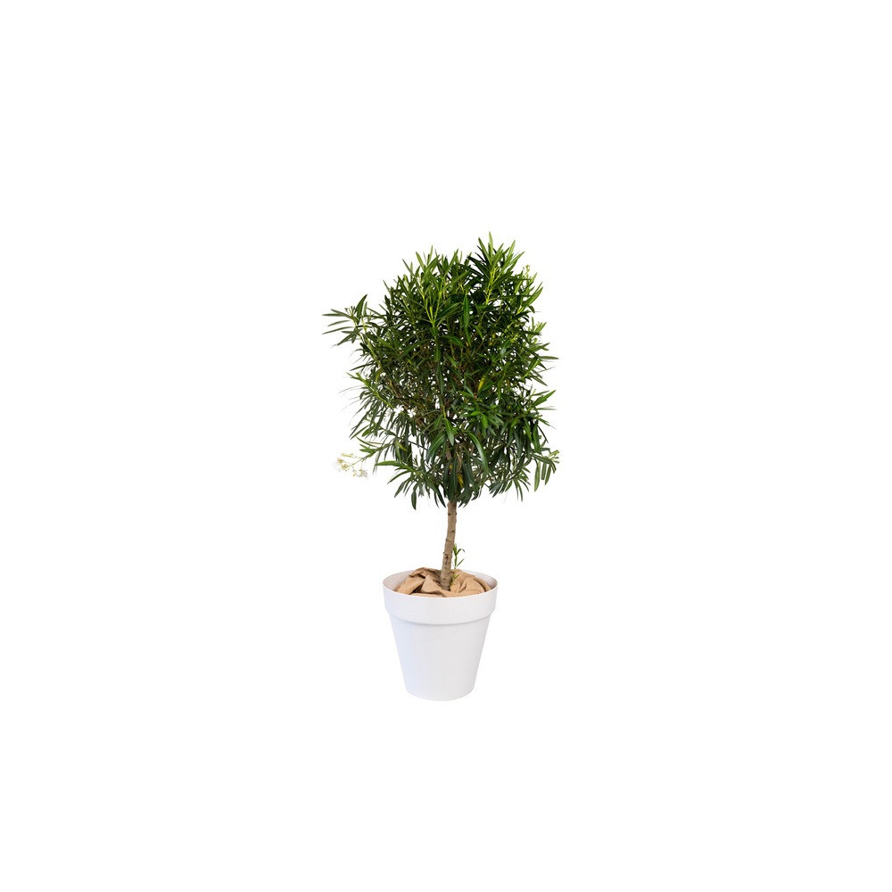 LAURIER PYRAMIDE PLANTE D'EXTERIEUR MOYEN MODELE H. 180cm