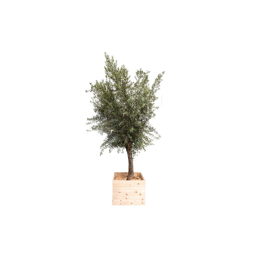 OLIVIER GRANDE PLANTE GRAND MODELE H. 250cm