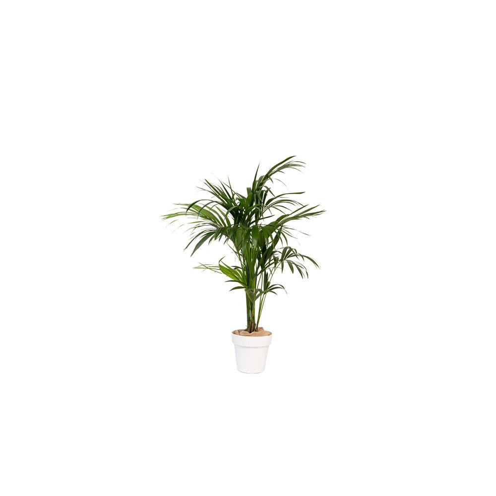 KENTIA PLANTE A ISOLER