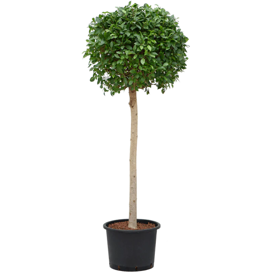 FICUS BOULE PLANTE A ISOLER