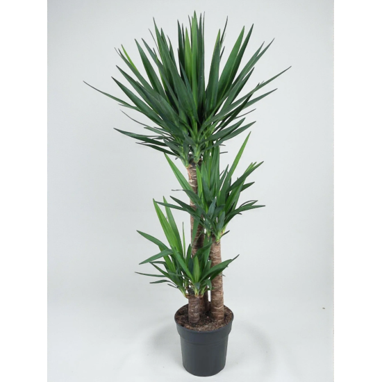 YUCCA TOUFFE PLANTE A ISOLER