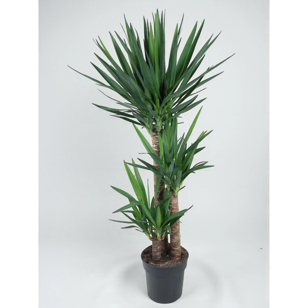 YUCCA TOUFFE PLANTE A ISOLER