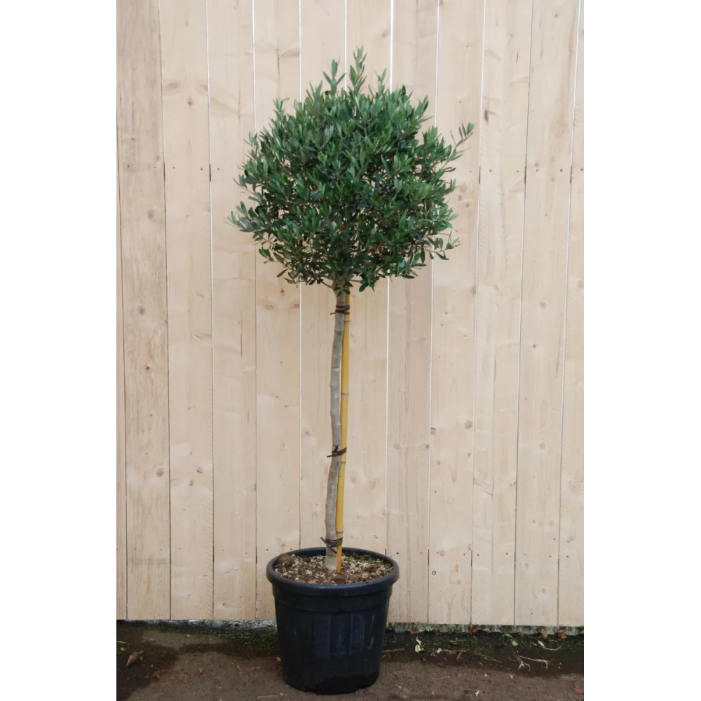 OLIVIER BOULE PLANTE D'EXTERIEUR GRAND MODELE H.200cm